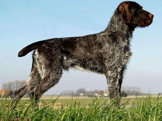toezicht houden op japon Dubbelzinnig Duitse Staande Hond Draadhaar – Bhv The-Max