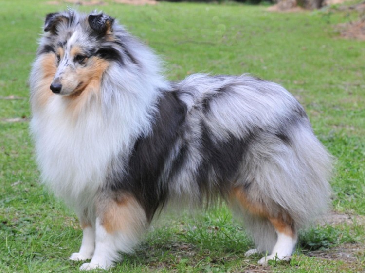 Shetland Sheepdog Gewicht Männlich 6 4 12 Kg Shetland Sheepdog – Bhv The-Max