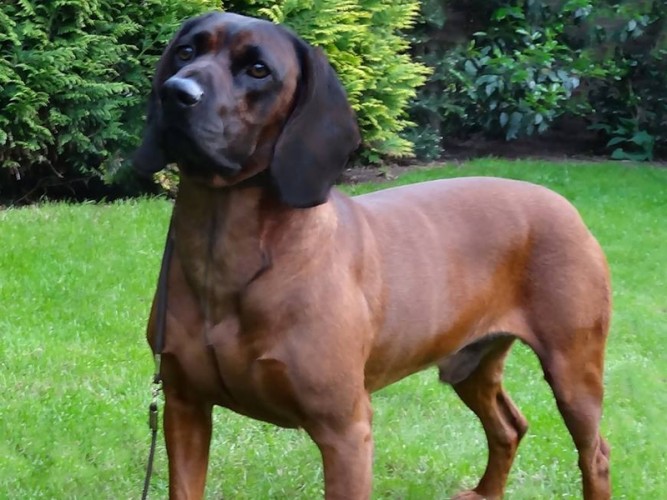 BayrischerGebirgsschweisshund